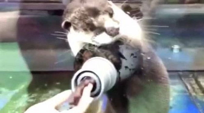 水獭：走过路过别错过，握握手再走呗！