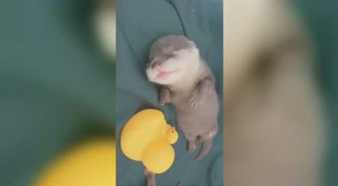 小水獭萌化了