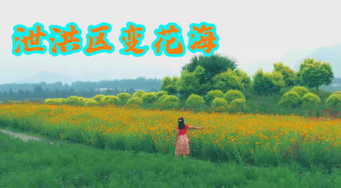 航拍网红打卡地，本来是十三陵水库泄洪区，现在变成了千亩花海
