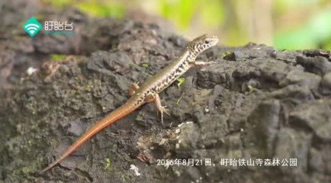 盱眙铁山寺发现四脚蛇