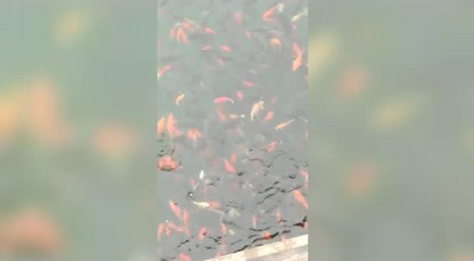 五龙潭的锦鲤是最多的