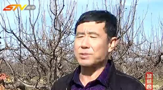 西乾泊  梨树地里种出“金葫芦”