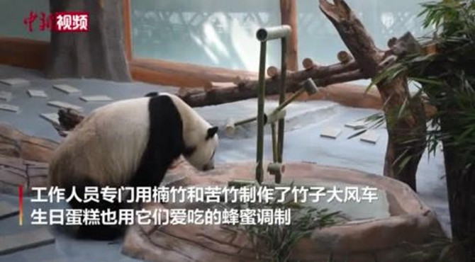 西宁熊猫馆“双欣”“和兴”高原庆生