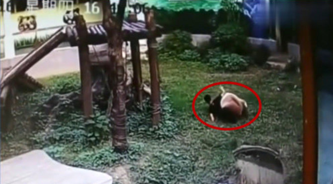 南昌一小伙误入熊猫馆，竟跟熊猫扭打在一起，上演一出“人熊大战”