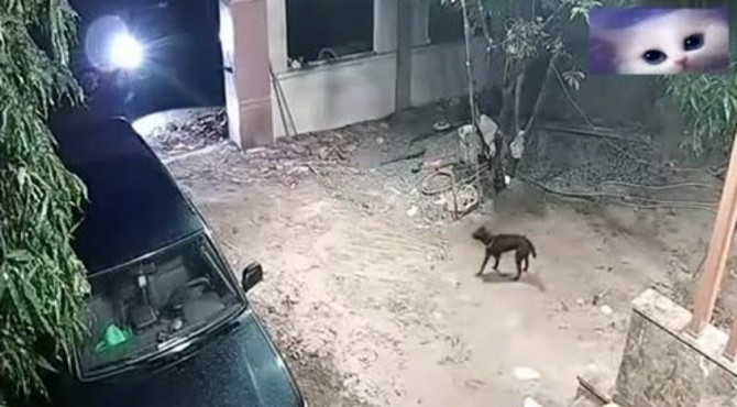 半夜院子一阵狗吠，突然门外出现一道光，监控拍下院主人痛心20秒