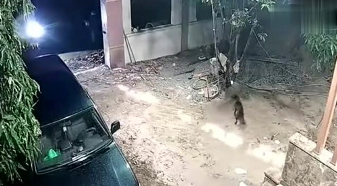 半夜狗狗一阵狂叫，突然门外出现一道光，监控拍下院主心痛15秒