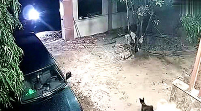 半夜狗在院子闲逛，突然门外出现一道光，监控记录下院主痛心20秒