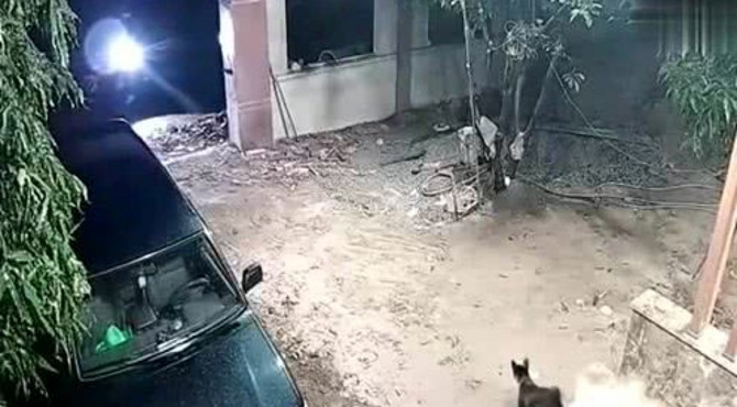半夜狗在院子闲逛，突然门外出现一道光，监控记录下院主痛心20秒
