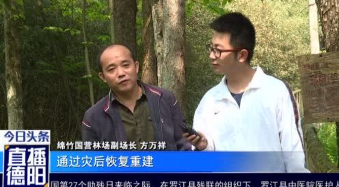 绵竹云湖森林公园惊现六百岁树王