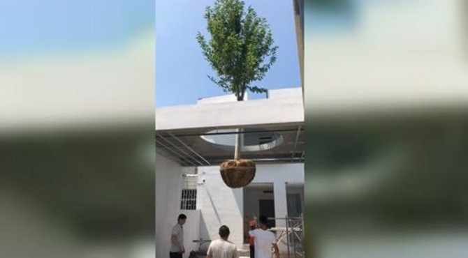 空降迎客松！