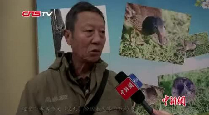 鸳鸯去哪儿了？哈尔滨公园多只野生鸳鸯“失踪”