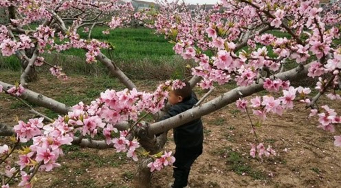 桃花岛国际影视城