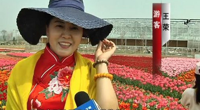 田集温泉小镇郁金香花海美如画