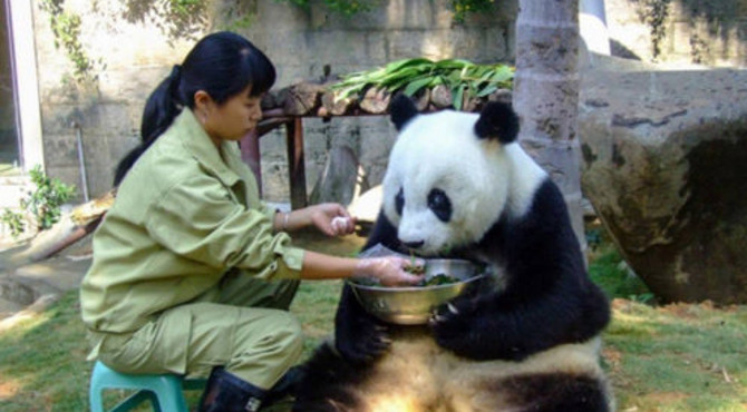 亚运熊猫老了，奶妈一口一口喂饭，网友：暖心窝子