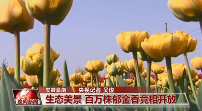 阜南田集镇郁金香花海、温泉小镇，天涯花海话斜阳！美不胜收！