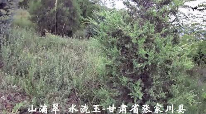 山滴翠水流玉---从白草洼看张家川