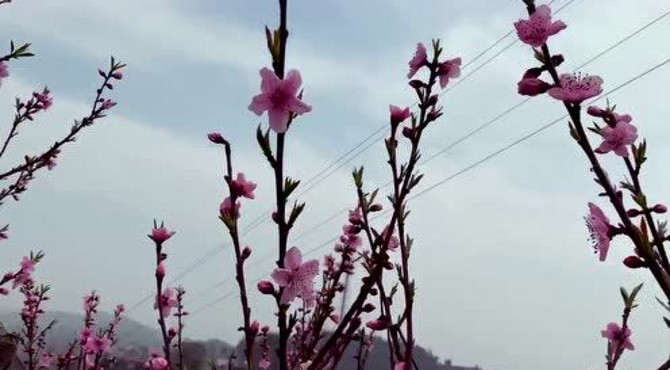 桃花沟