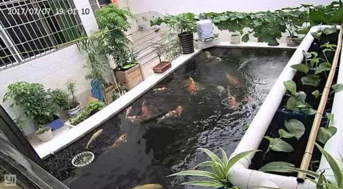 快5个月的鱼池现状