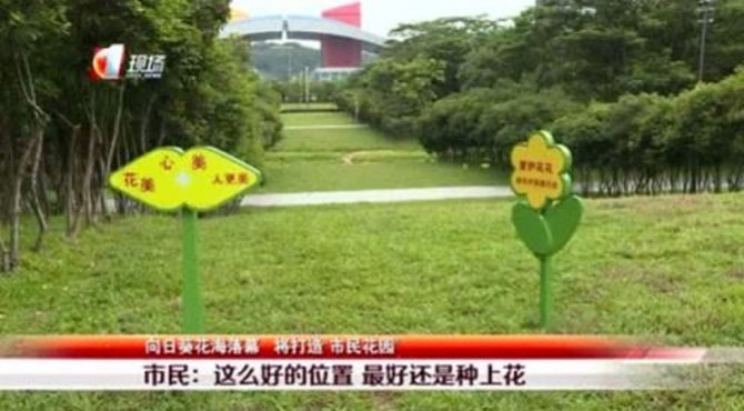 深圳市民中心向日葵花海落幕 未来将打造“市民花园”
