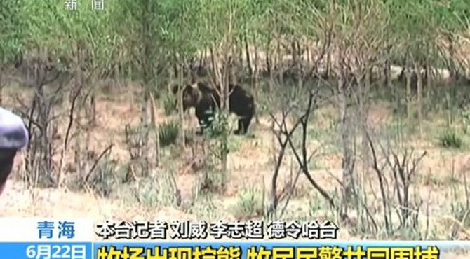 青海：牧场出现棕熊 牧民民警共同围捕