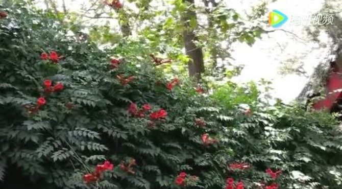 洞林大觉禅寺