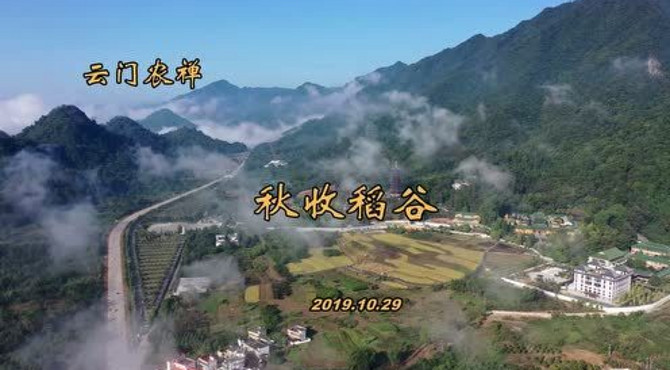 广东云门山大觉禅寺秋收稻谷