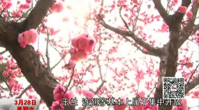 鹫峰梅花进入盛开期