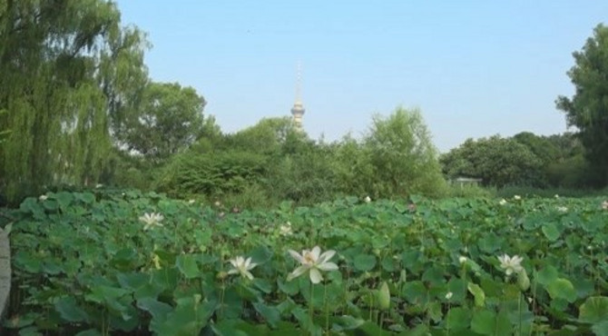 北京玉渊潭公园荷花美
