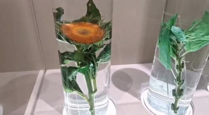 中国最大的植物标本展厅：北京自然博物馆