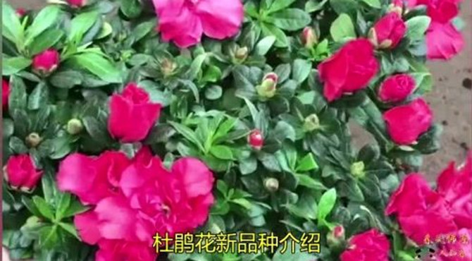 杜鹃花新品种介绍：中国红红杜鹃盆栽，四季开花棵棵花苞饱满！