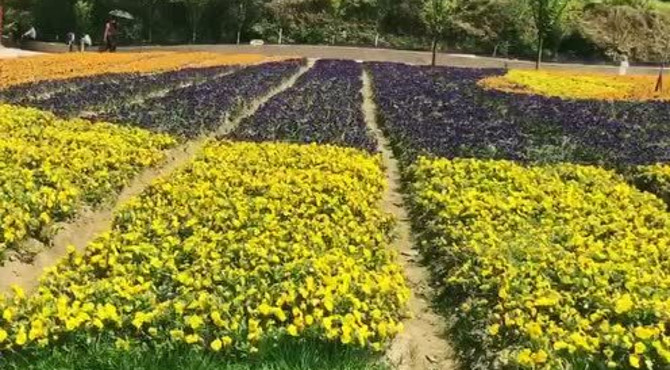 四季花海