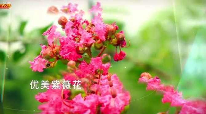 花都香草世界