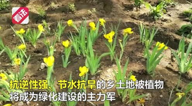 为裸地“补妆” 北京乡土植物将成主力军