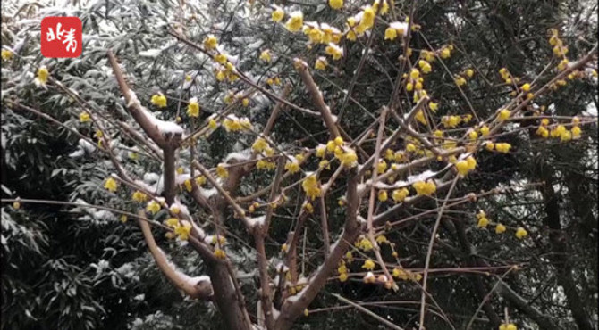 月坛公园腊梅盛开 “踏雪寻梅”是咱北京最美的景儿