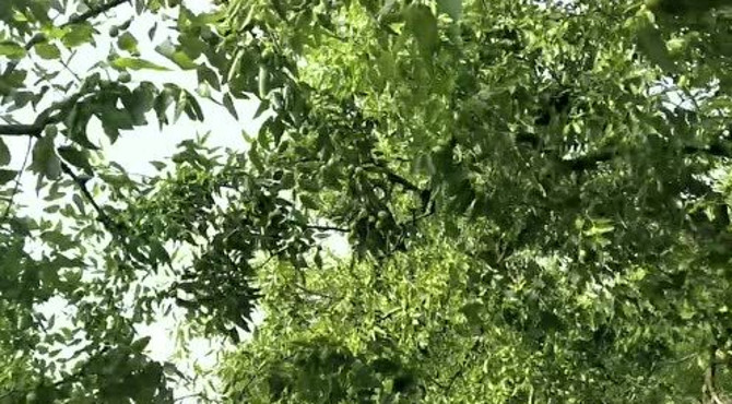 航拍乐陵万亩枣林