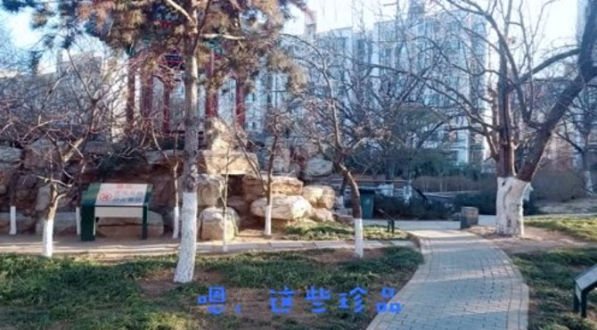 北漂青年张磊在大兴枣林公园，拍500多年枣树，这里枣树又粗又壮