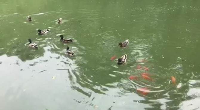 北大的未名湖