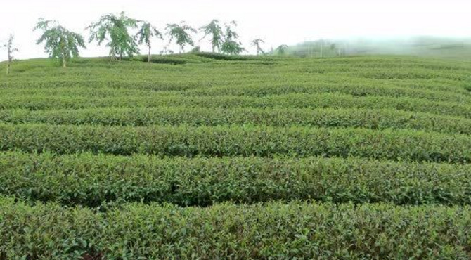 云雾中的茶园，风景优美，茶园风光欣赏