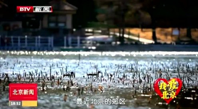 我爱北京：东城区 柳荫公园