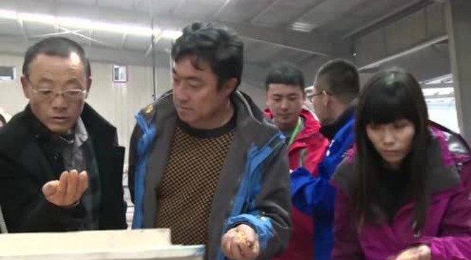 东单6531--公认的好品种