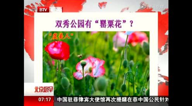 双秀公园有罂粟花？