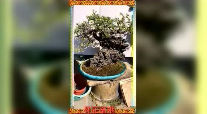 附石雀梅盆景