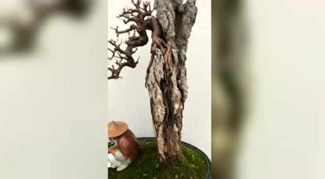 刚做的附石雀梅，大家觉得怎么样