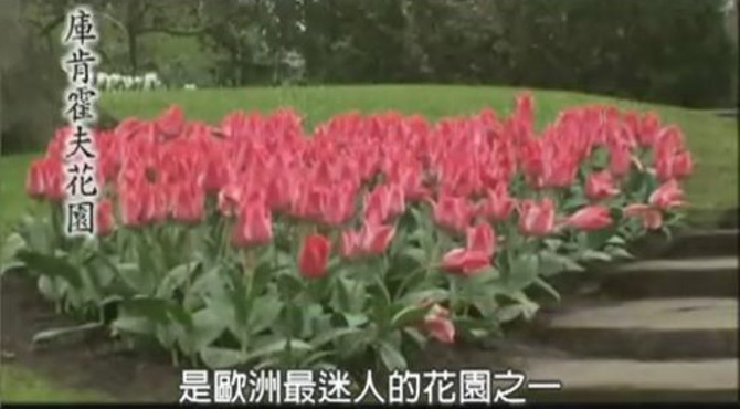 地球上最美的郁金香花园-荷兰库肯霍夫