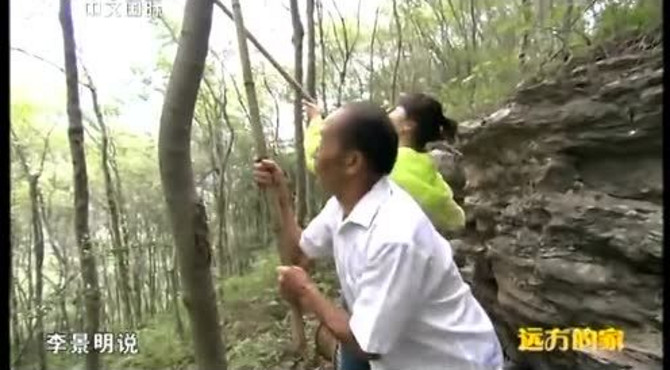杜仲及杜仲茶的介绍