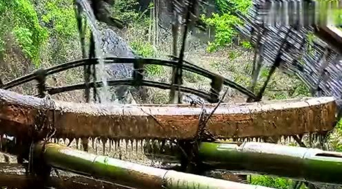 夏雨风荷