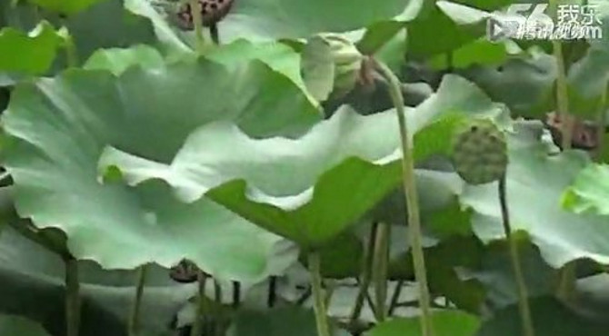 望湖公园荷花