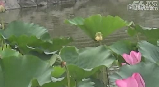 望湖公园荷花