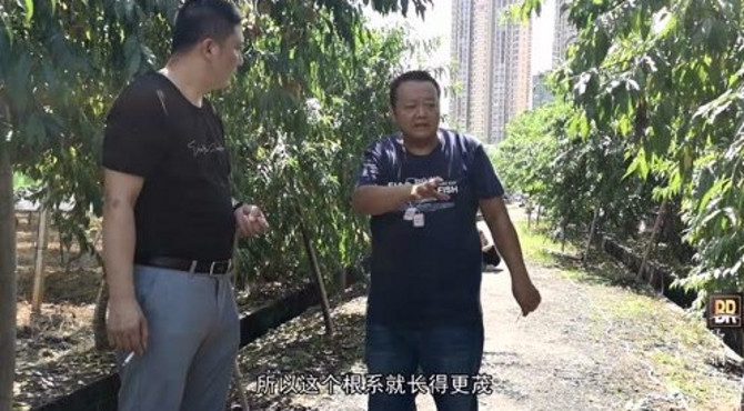 赣南采摘园摘水果，这里水果口感为什么不一样，看园主怎么说