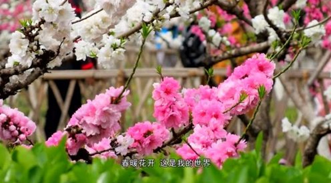 百花开放时，百花公园里姹紫嫣红